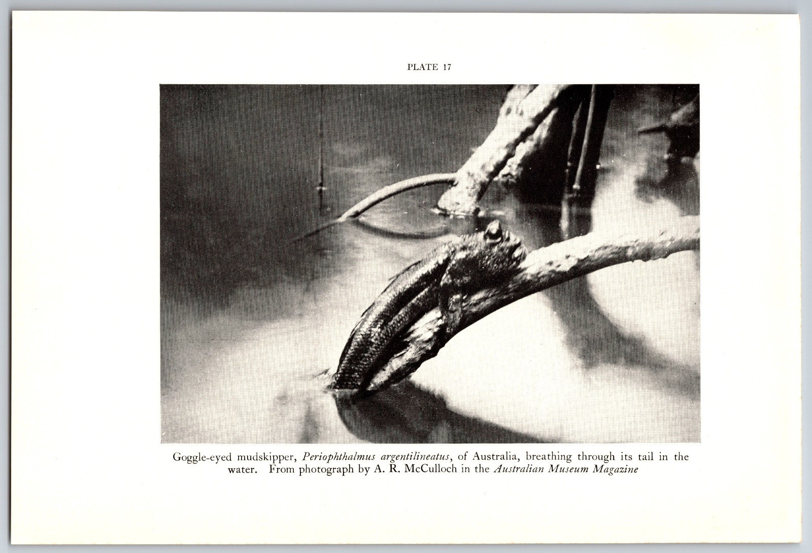 1938 Amphibian Print – Goggle Eyed Mudskipper, Vintage Print