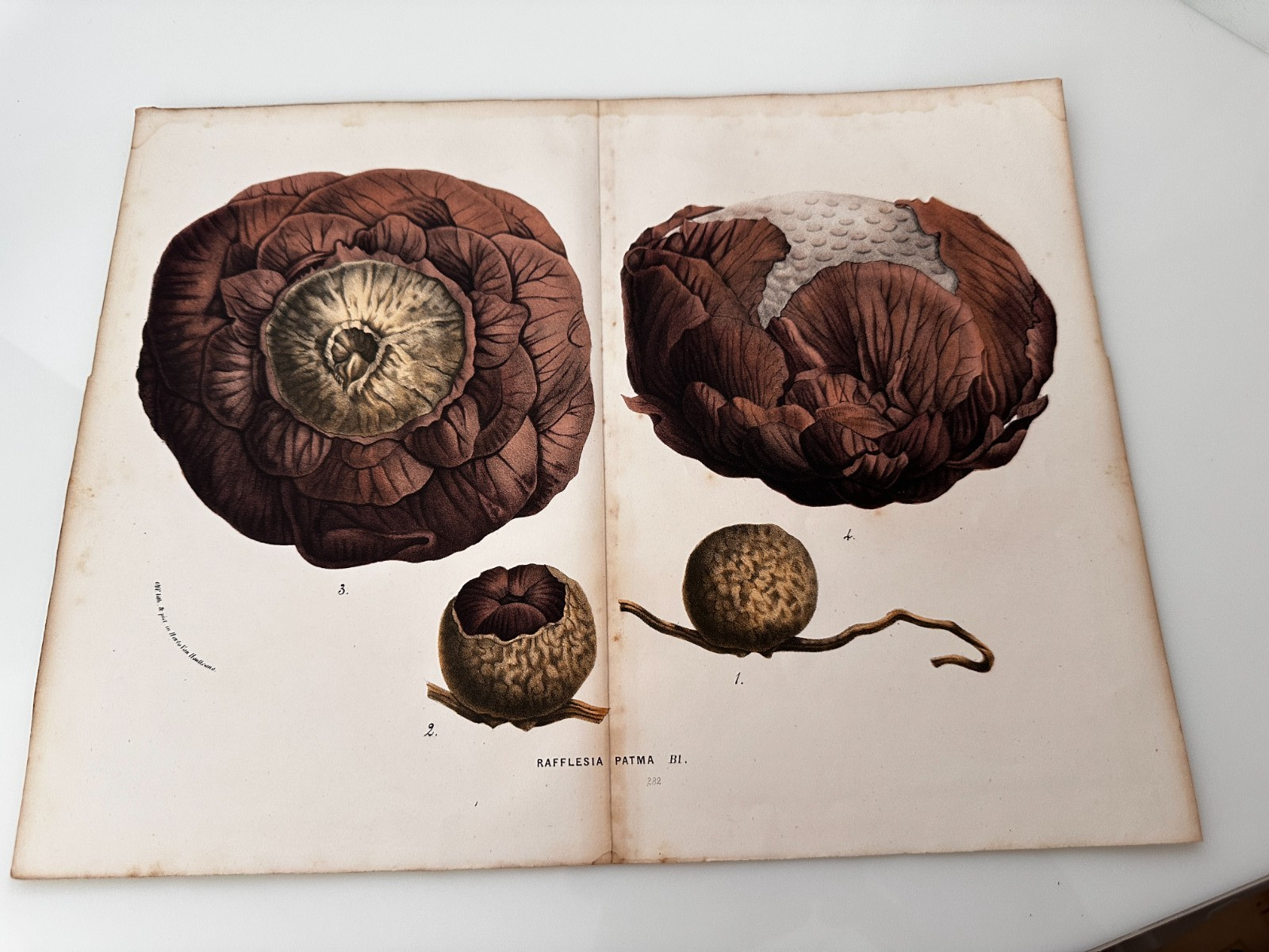 19th C. Louis Van Houtte Rafflesia Patma Parasite Plate Large 13″ x 10″