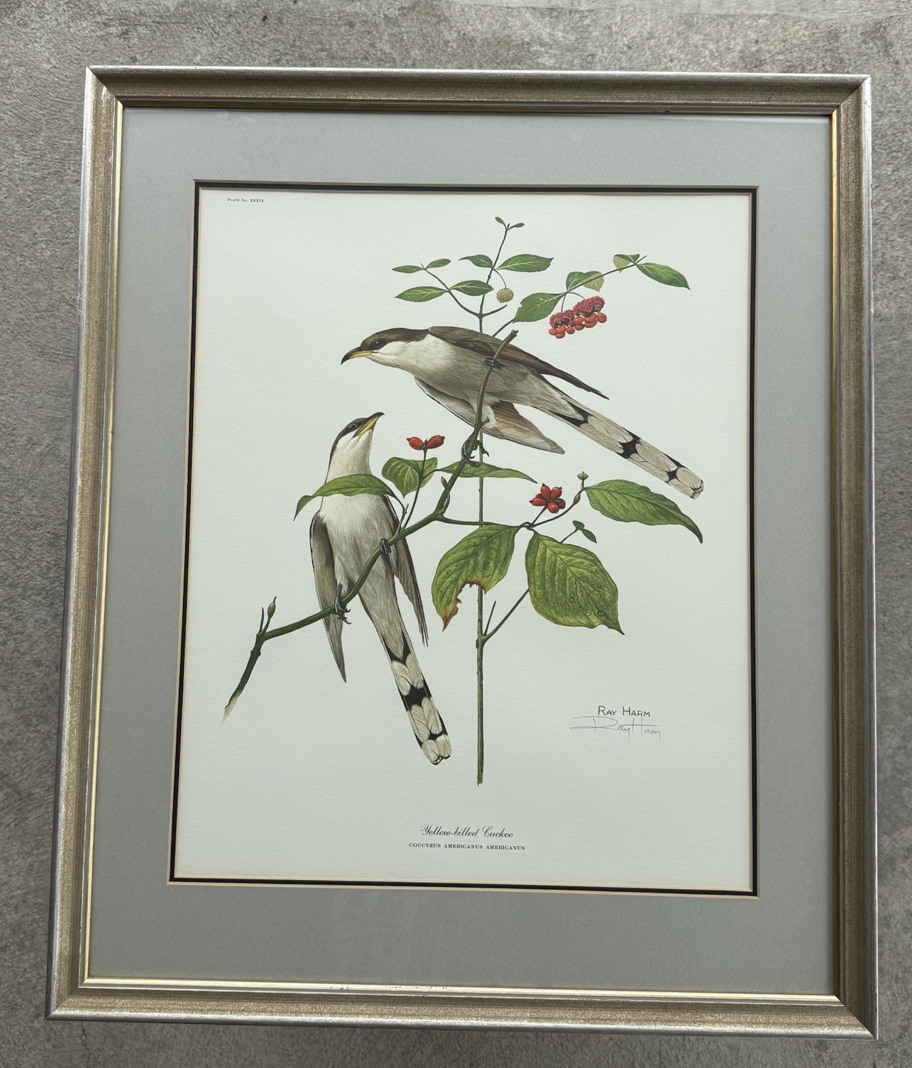 Ray Harm Yellow Billed Cuckoo Signed Framed Print Nature Artwork 25.5×21.5”
