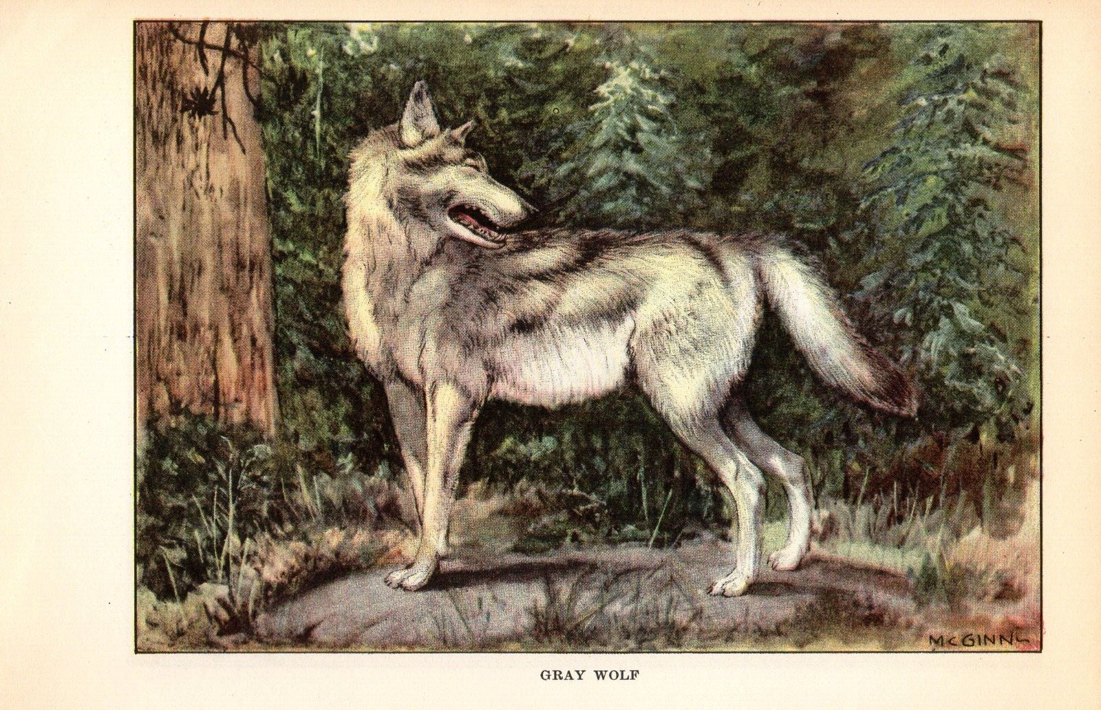 1926 Vintage ANIMALS “Gray Wolf” GORGEOUS Full COLOR Art Plate Lithograph print