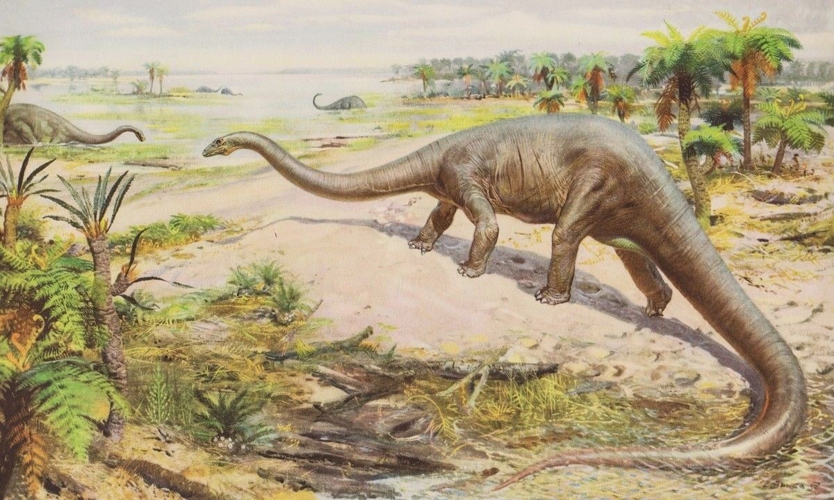 CO WY Prehistoric US Dinosaurs DIPLODOCUS VF Color Print By Z Burian 1958 9×13″