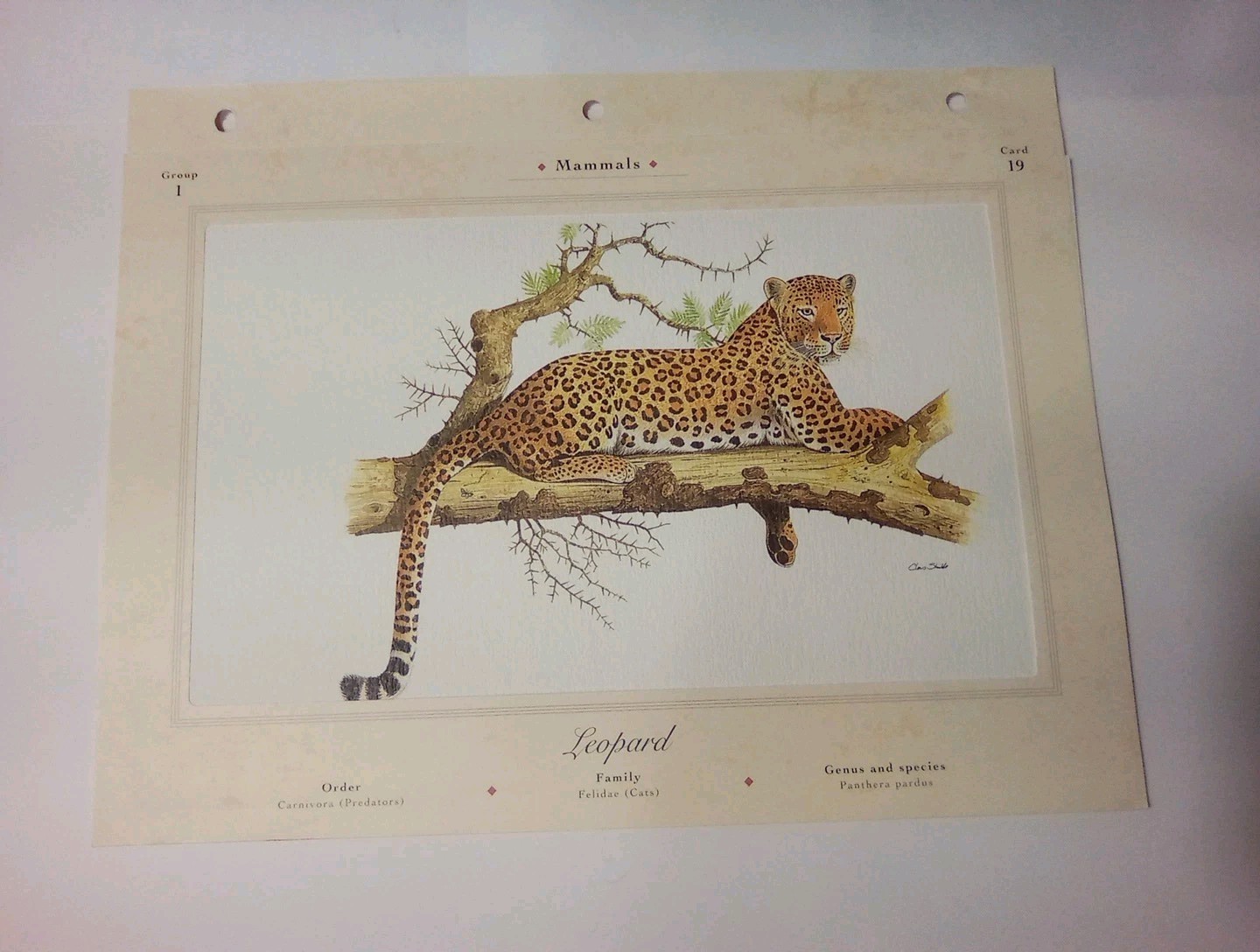 1999 THE ILLUSTRATED ANIMAL LIBRARY LEOPARD PICTURE GREAT FOR ANY COLLECTION!