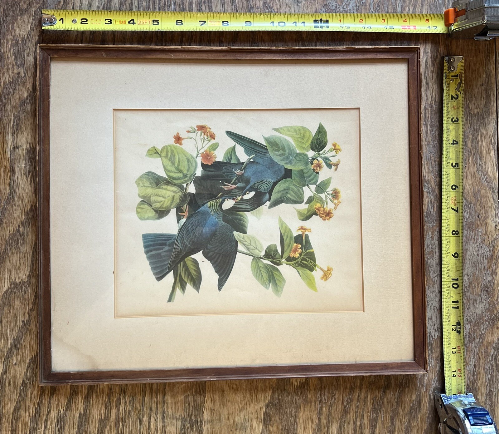 John James Audubon White-crowned Pigeon Birds of America Vintage Print