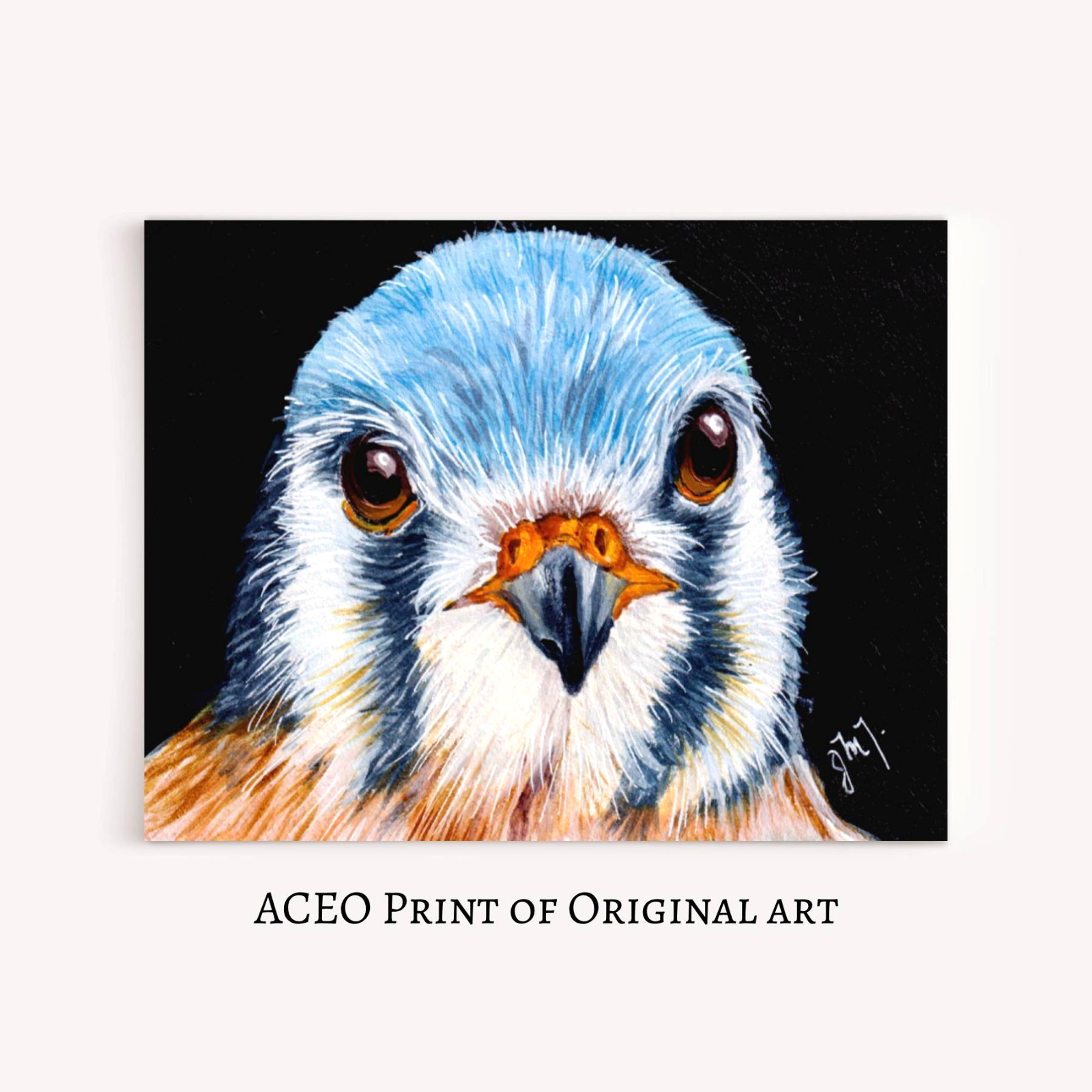 ACEO Print of Original Art American Kestrel, Collectible Card Miniature Bird Art
