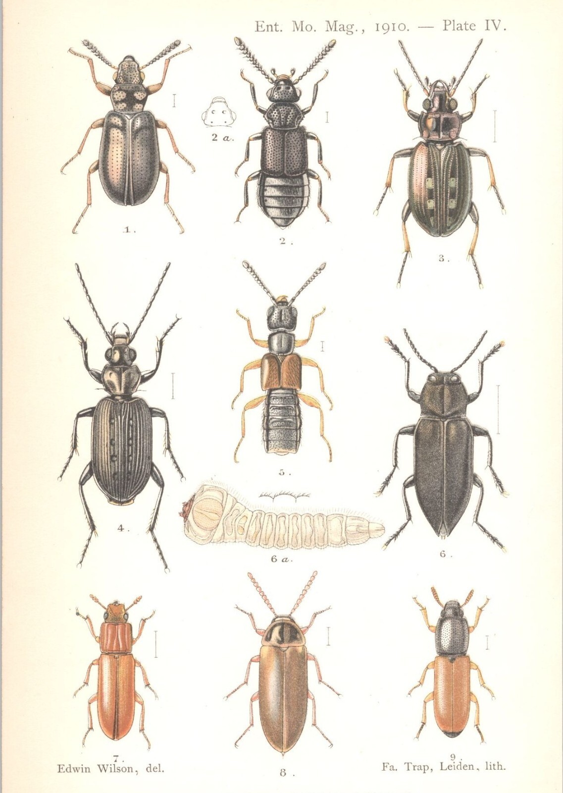 Original 1910 Antique Color Entomology Print – Insects – Bugs – Beetles