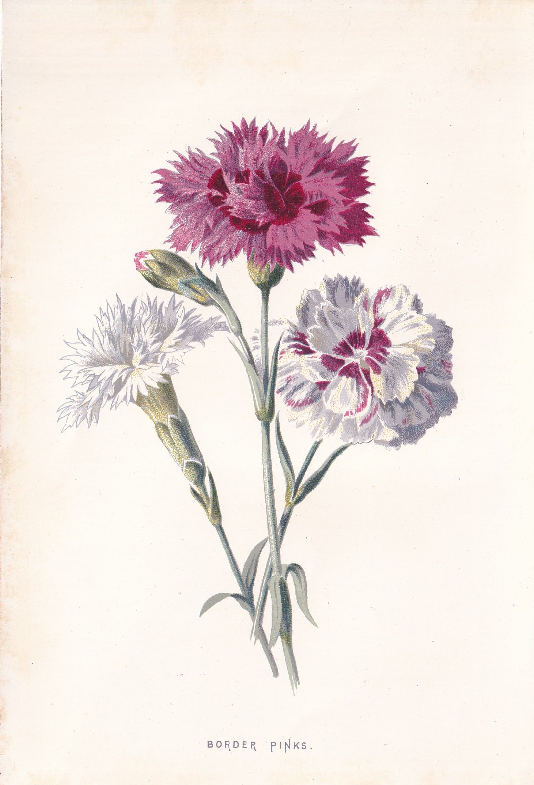 1897 Antique Botanical Print BORDER PINKS FLOWER Lithograph Botany by Hulme
