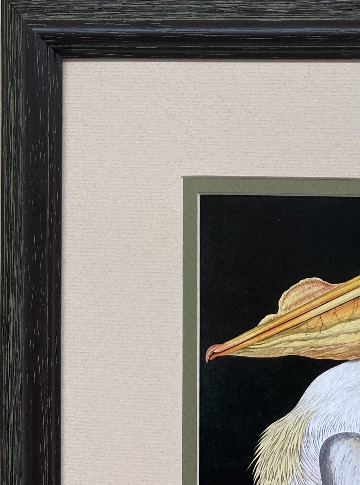 John James Audubon “American White Pelican” Custom Framed Art Print Bird Nature