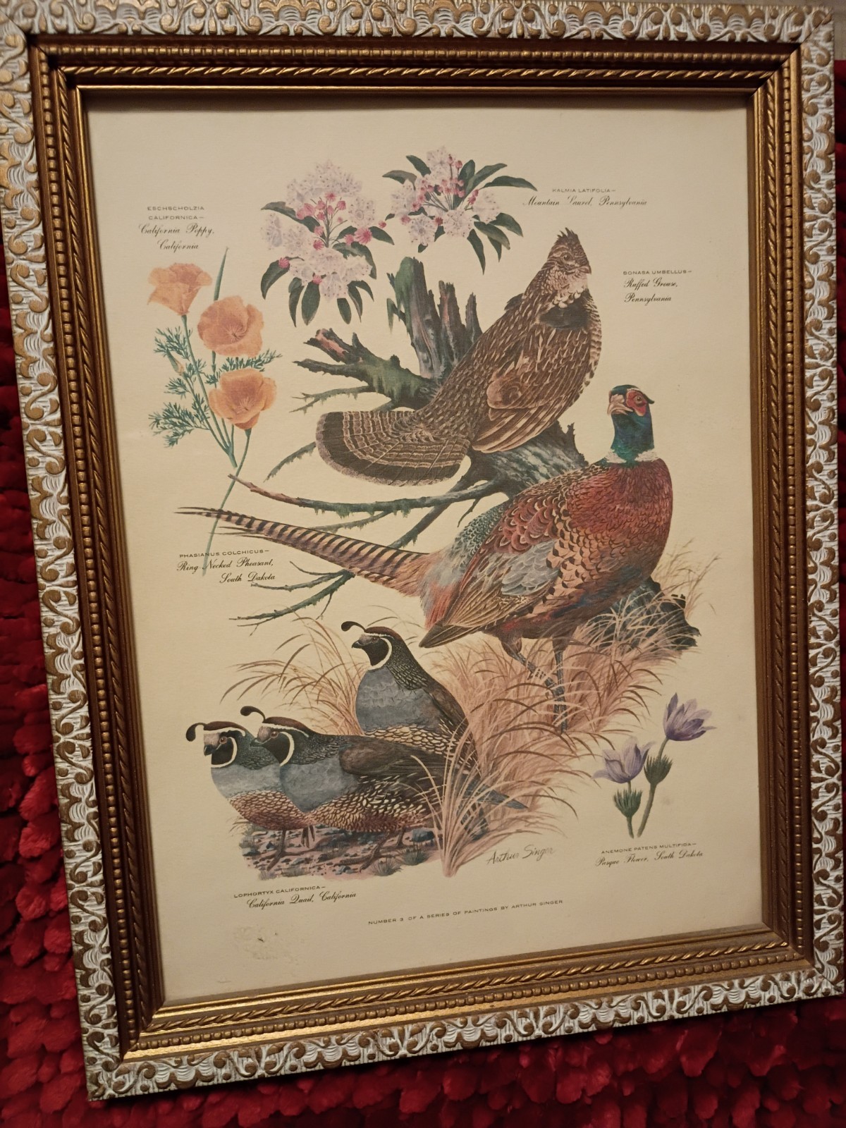 Flora & Fauna Of Three States Vntage Lithograph Print By Arthur Singer 13x10x.75