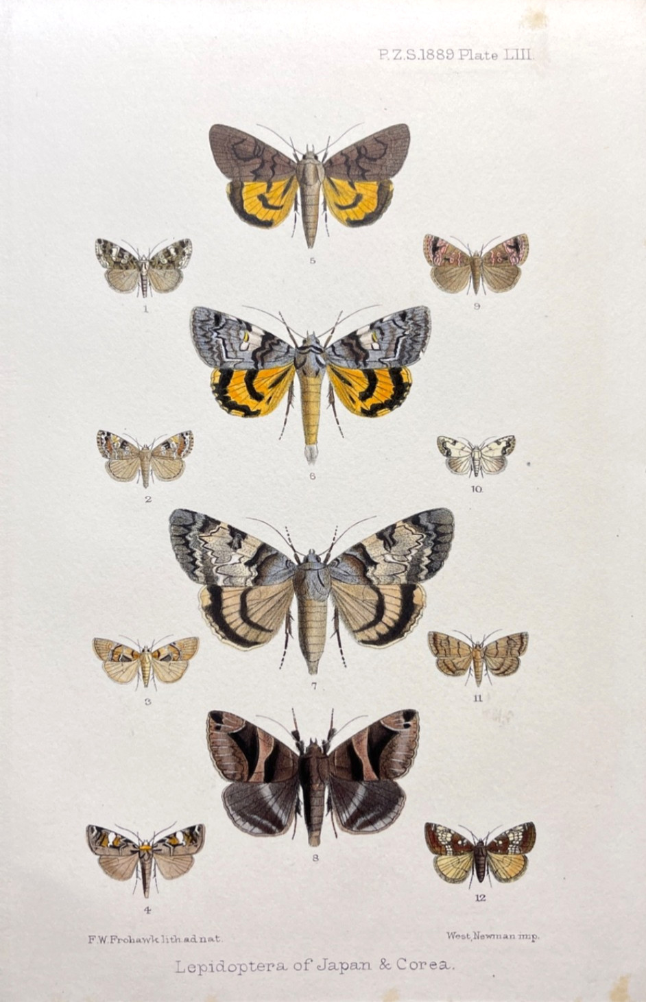 Antique Butterfly Moth Print 1889 Entomology Color Plate Japan Korea Species