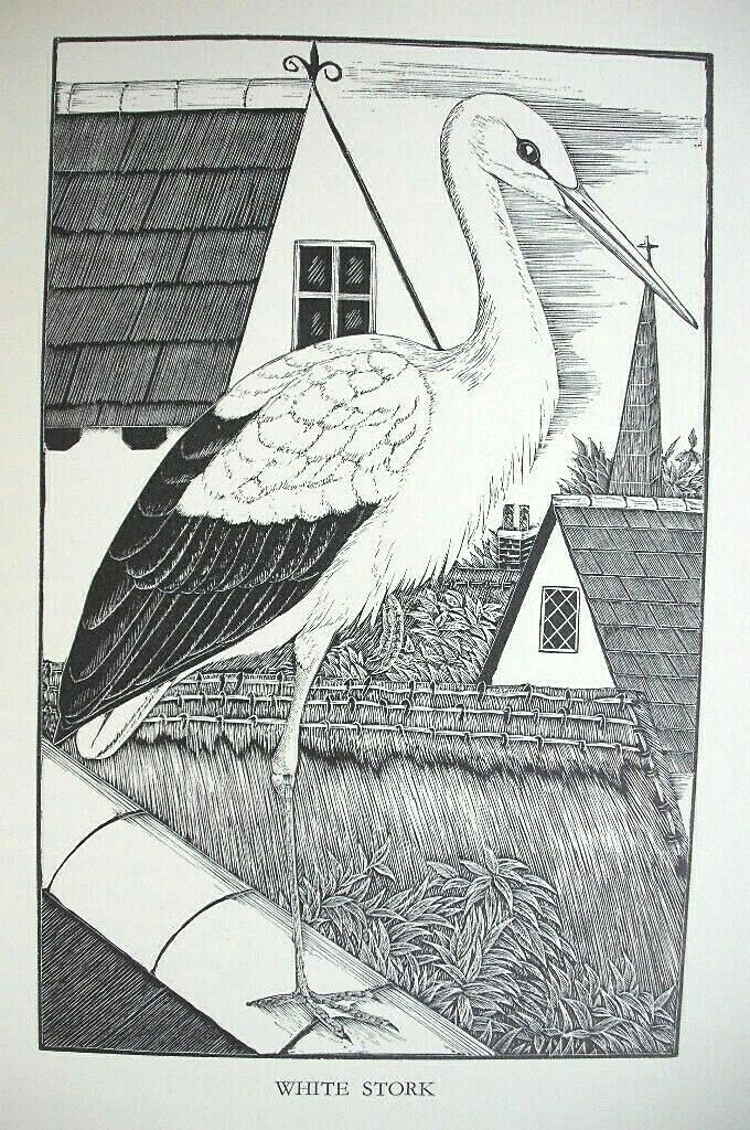 DAGLISH STORK Woodcut Etching Bird Birds Antique Original 1948