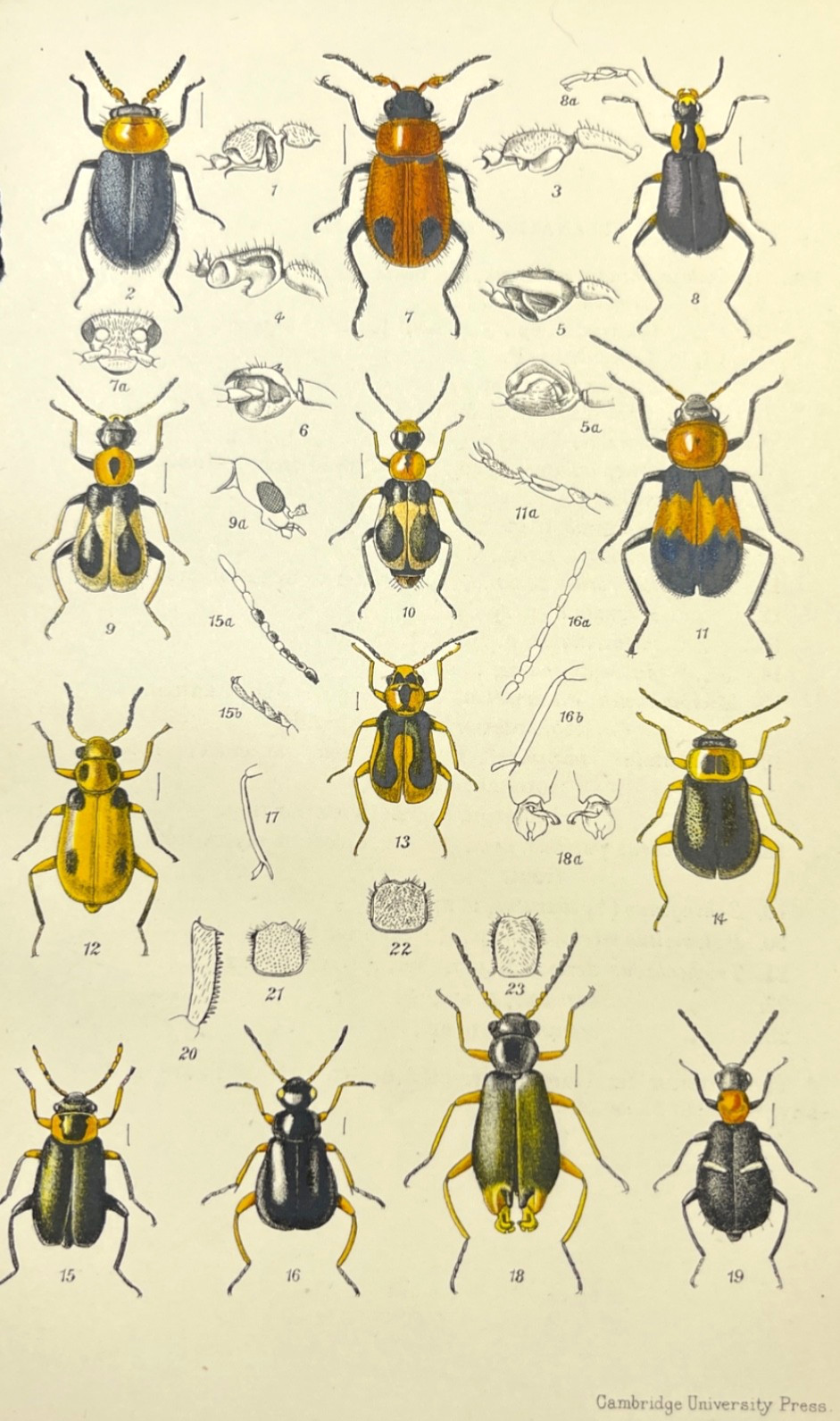 Antique Flower Beetle Print 1914 Entomology Color Illustration Plate